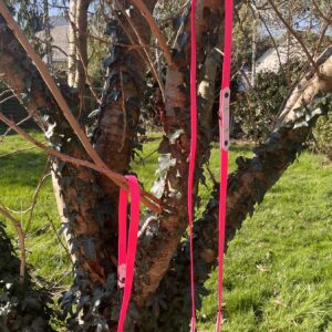 Laisse 3'Ki rose vif et rose pastel