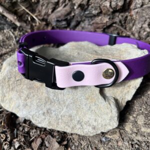 collier chien