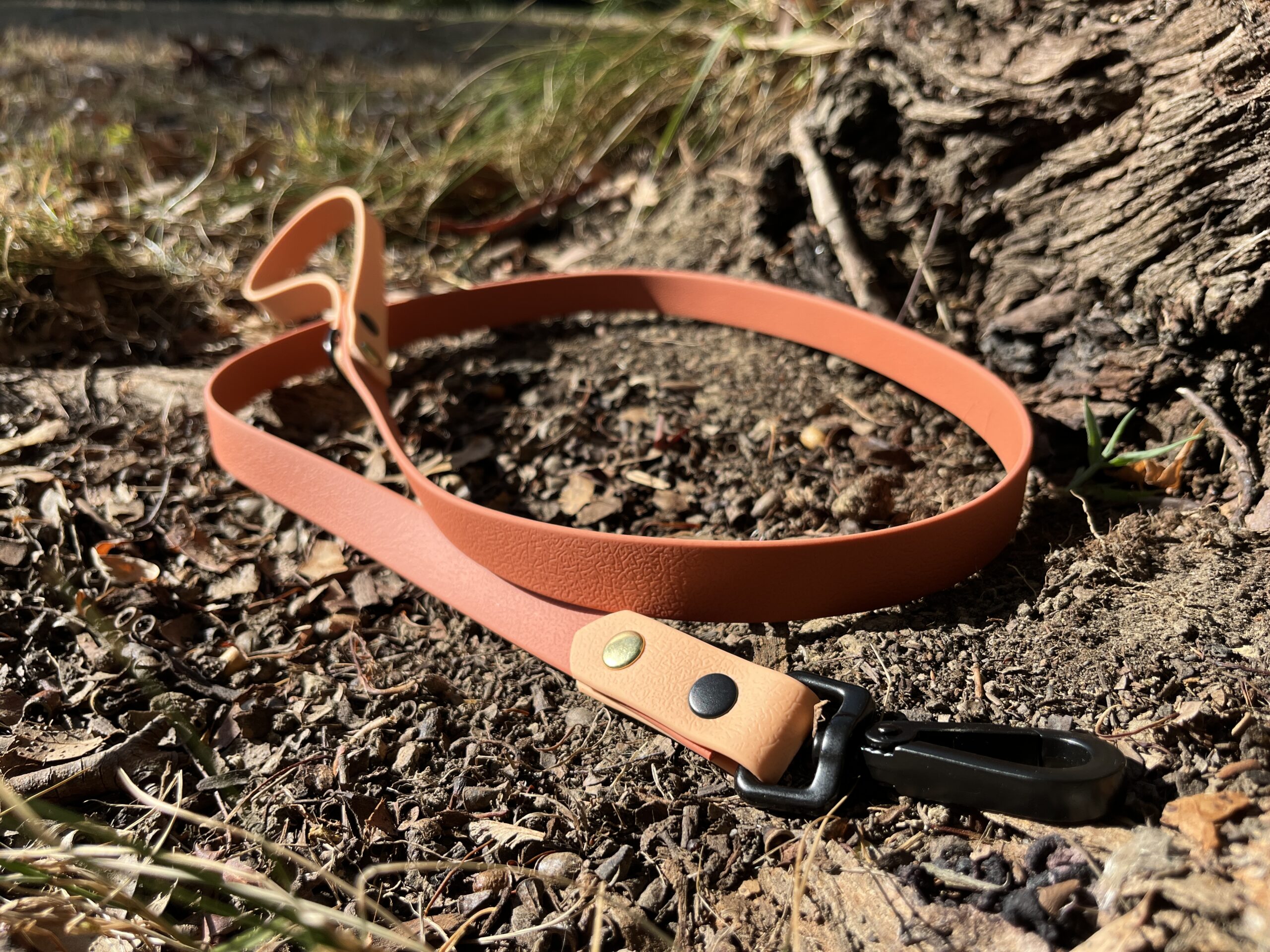 laisse chien