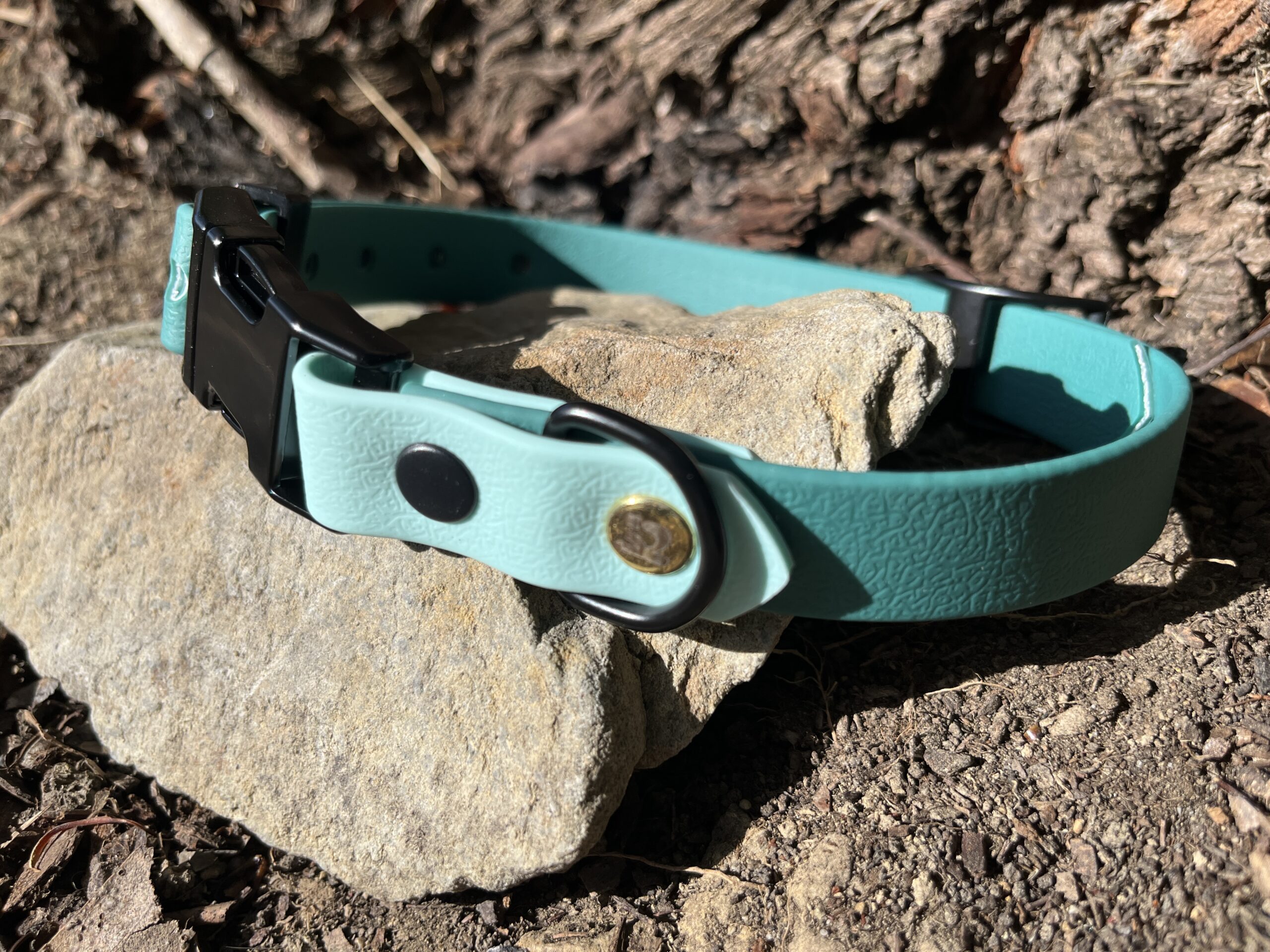 collier chien