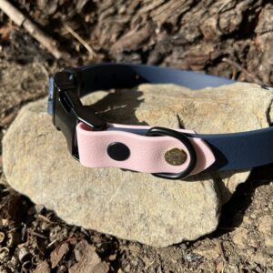 collier chien