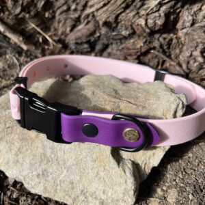 collier chien