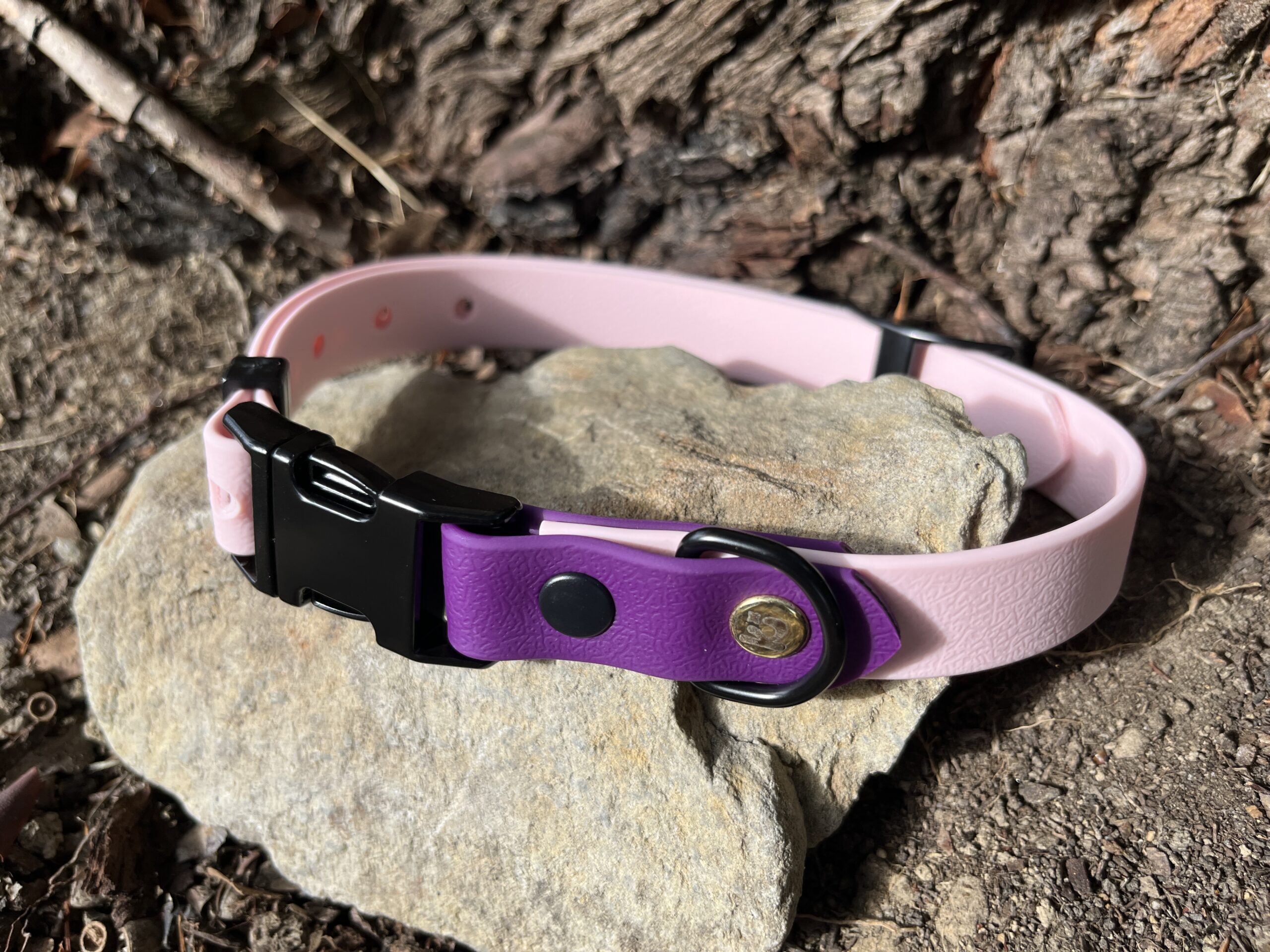 collier chien