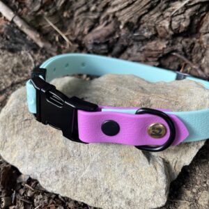collier chien