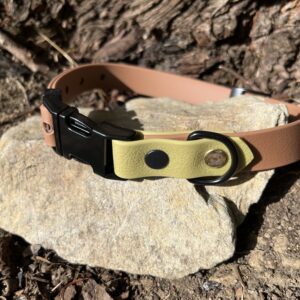 collier chien