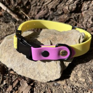 collier chien