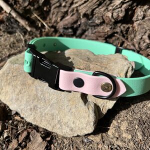 collier chien