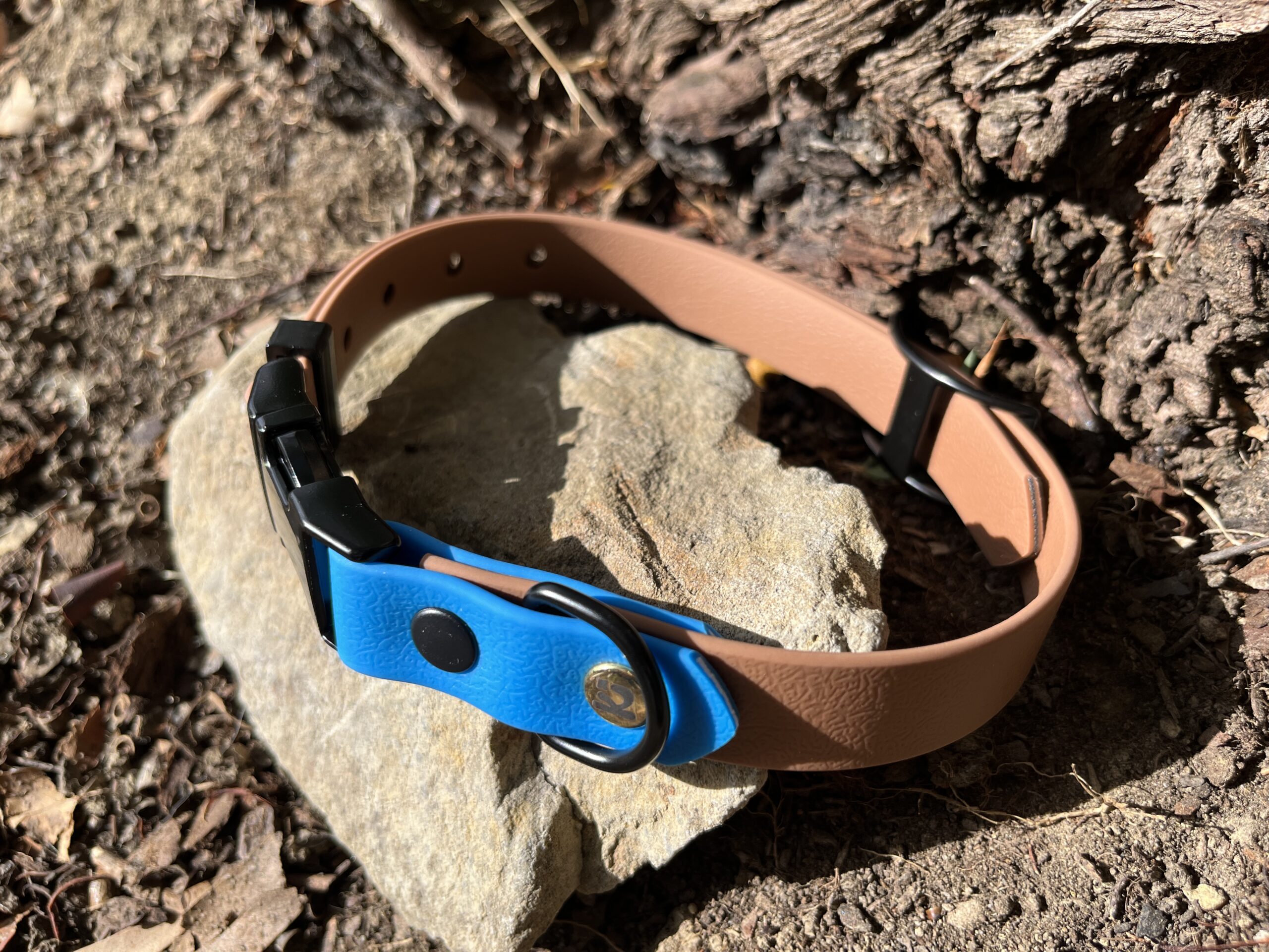 collier chien