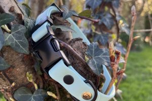 collier chien collier chien